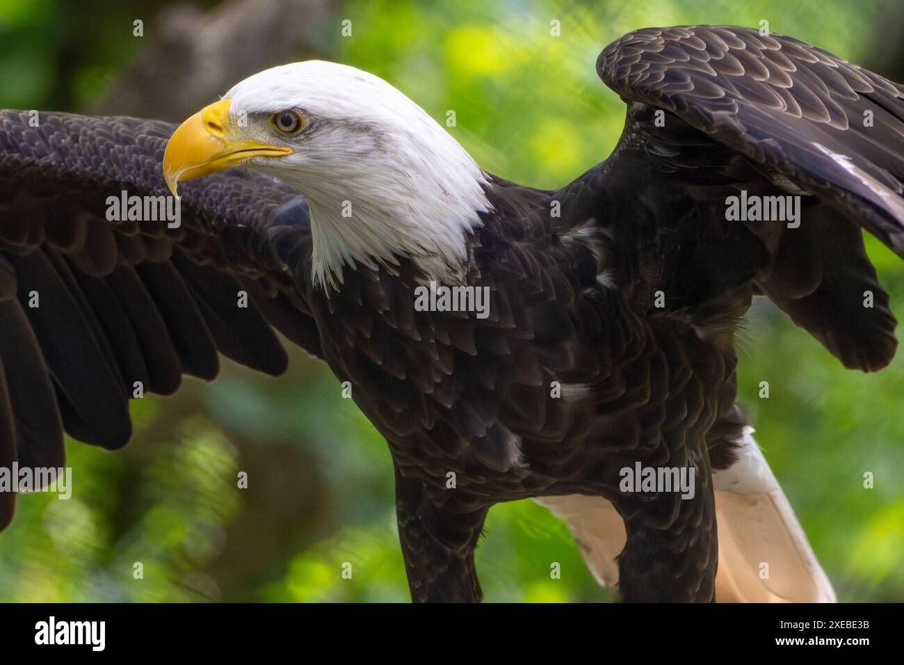 Weißkopfseeadler (Haliaeetus leucocephalus) im Bear Hollow Zoo in Athen, Georgien. (USA) Stockfoto