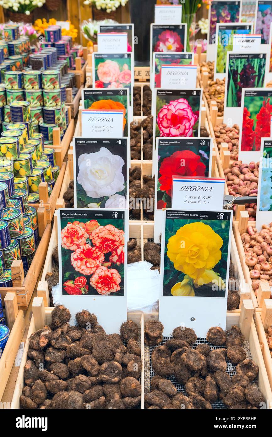 Niederländischer Blumenmarkt, Menschen in Amsterdam, Holland Stockfoto