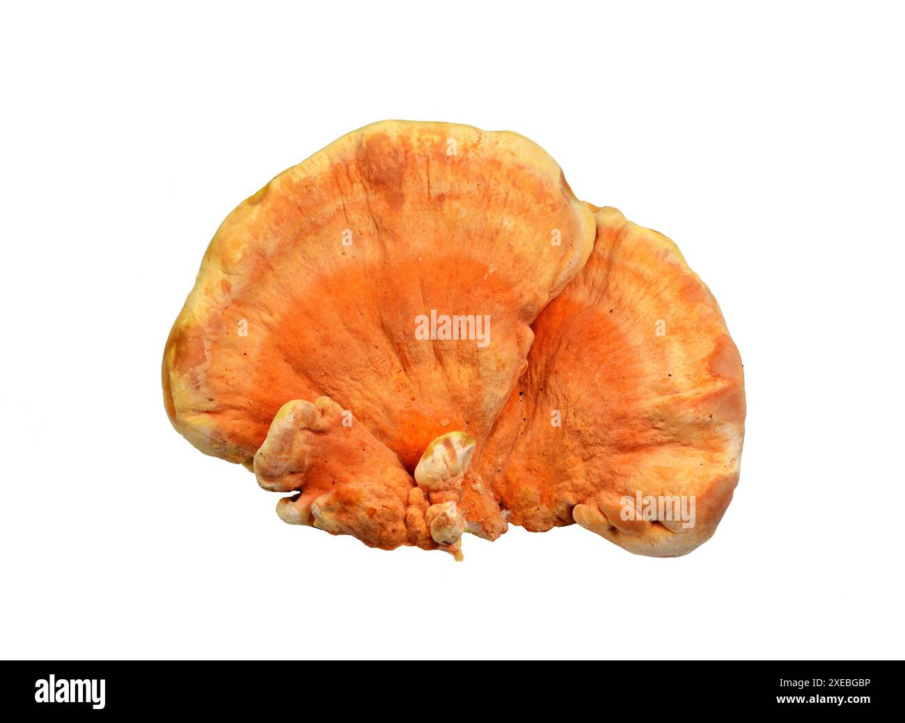Schwefel Schelfpilz, Laetiporus sulfureus, oder Huhn der Hölzer isoliert auf weiß. Stockfoto