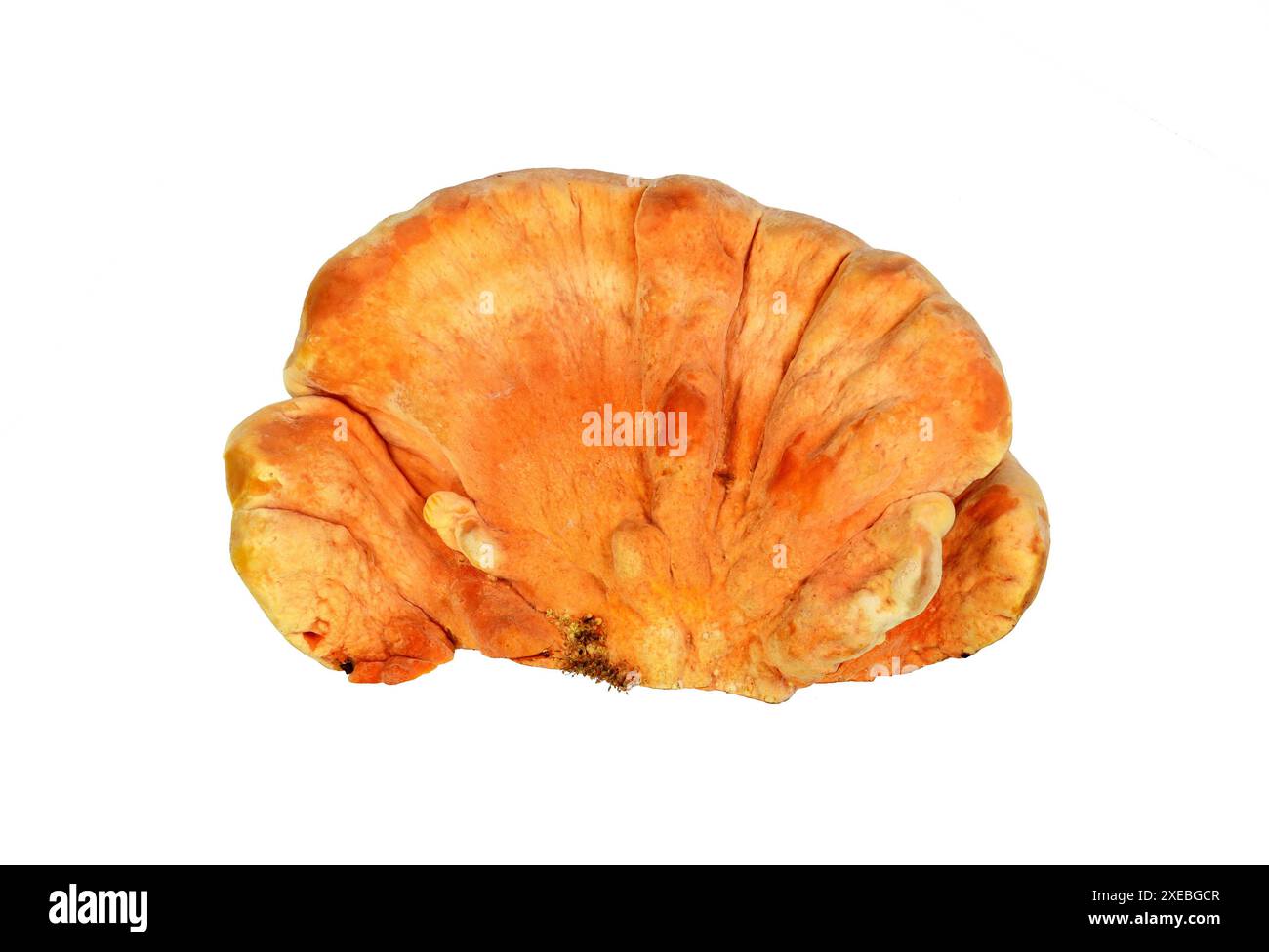 Schwefel Schelfpilz, Laetiporus sulfureus, oder Huhn der Hölzer isoliert auf weiß. Stockfoto