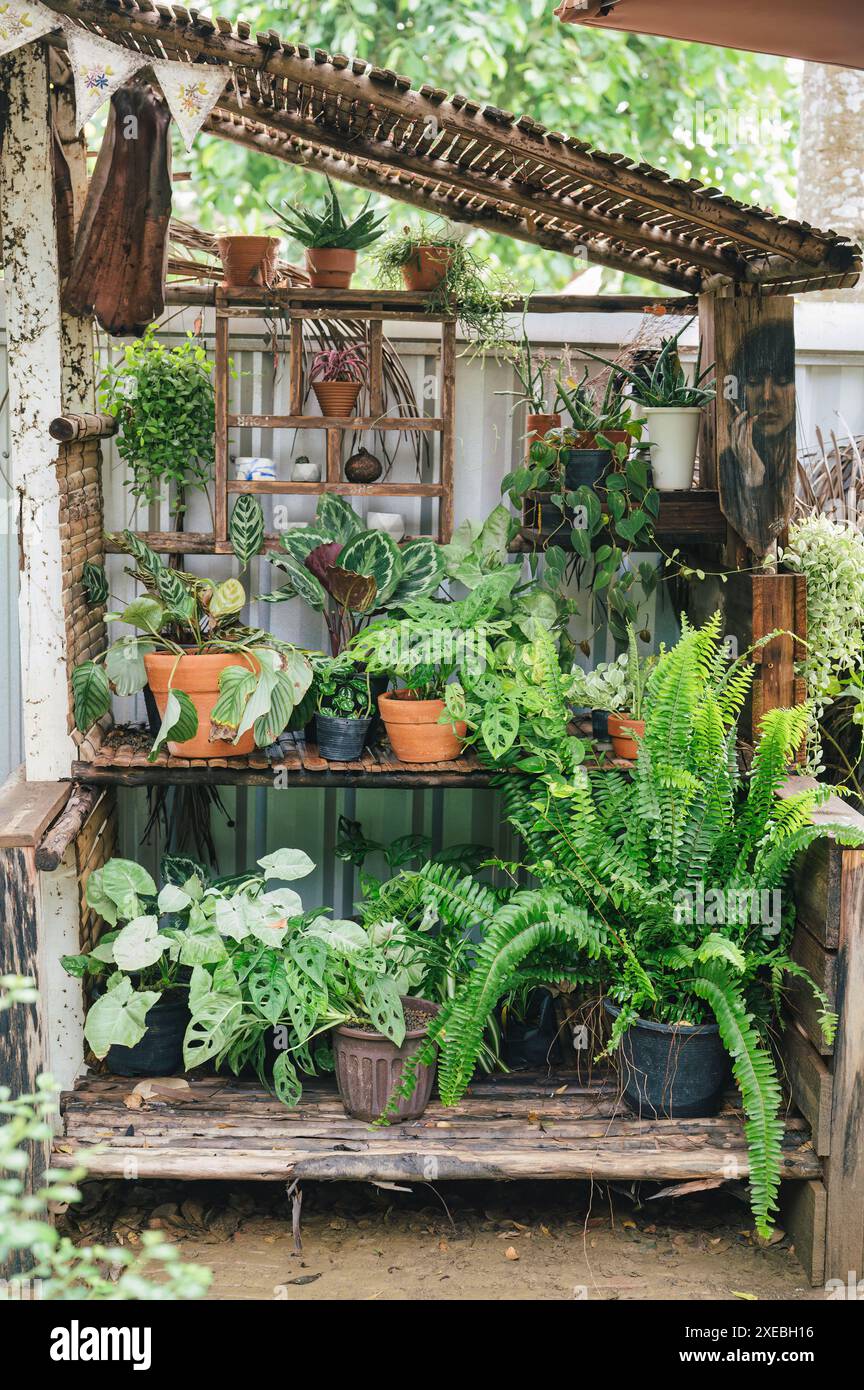Verschiedene Zimmerpflanzen-Einkottchen und Farnpflanzen wachsen in Holzregalen im Garten Stockfoto
