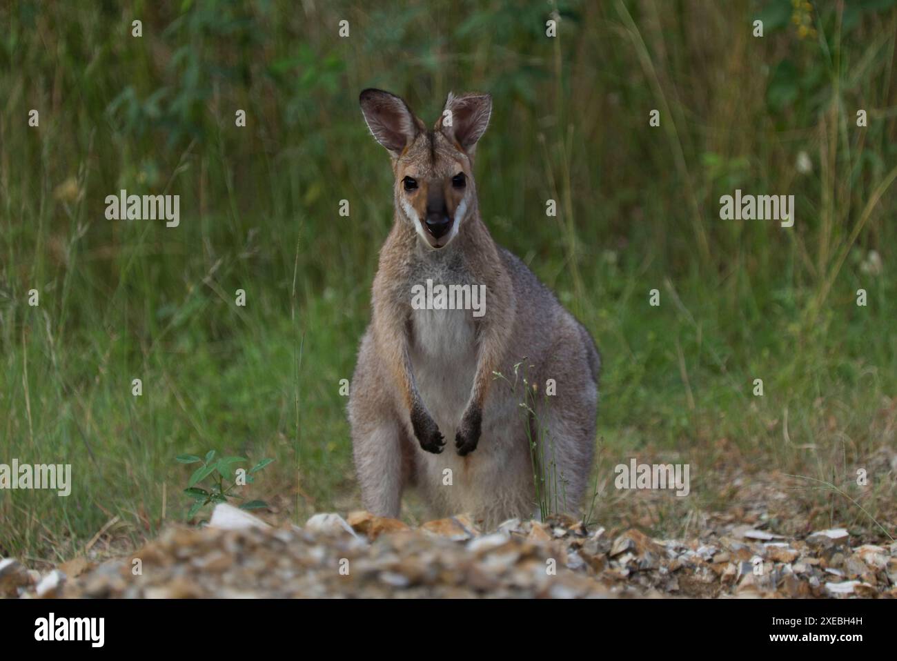 Die Rothalswallaby, auch bekannt als Bennett’s Wallaby (wissenschaftlicher Name: Notamacropus rufogriseus), ist ein mittelgroßer Beutelpoden Stockfoto