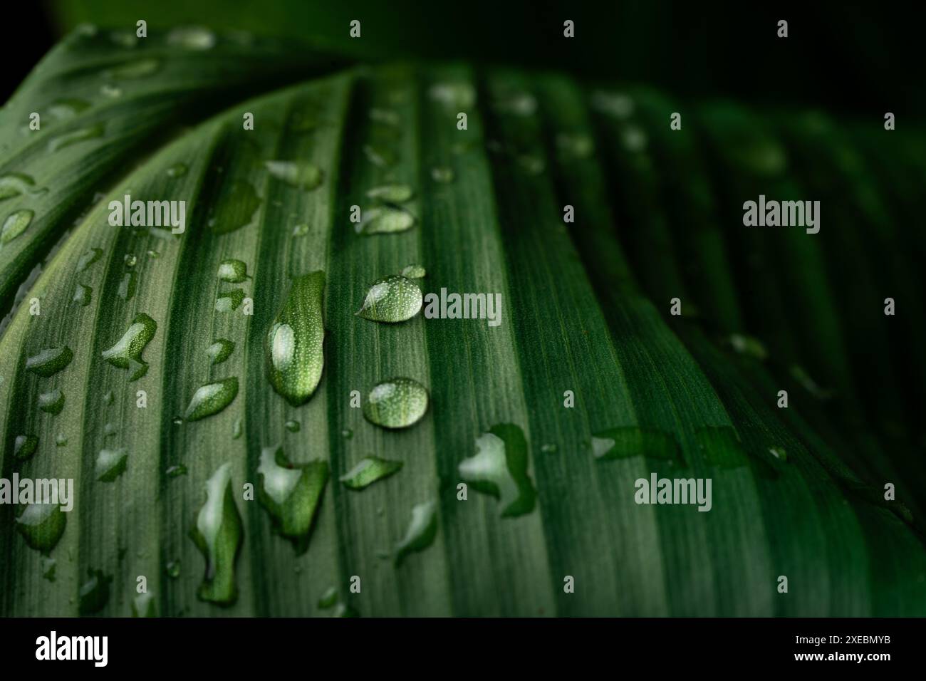 Regentropfen auf frischen grünen Blättern auf schwarzem Hintergrund. Makroaufnahme von Wassertropfen auf Blättern. Wassertropfen auf grünem Blatt nach Regen. Stockfoto