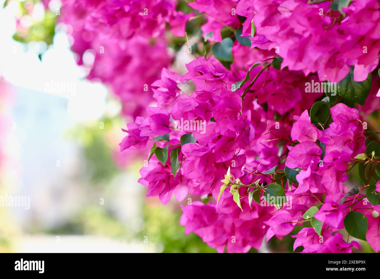 Üppige Blüte von rosa Bougainvillea. Tropische Blumen Hintergrund Stockfoto