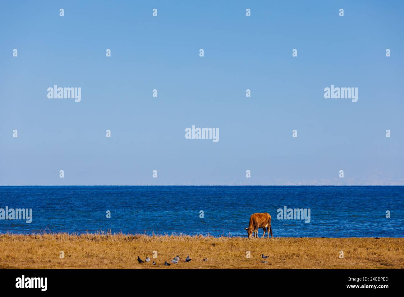 Die Kuh weidet auf dem Wasser, unter blauem Himmel, in der Nähe von ozeanischen oder seeseitigen Küstenlandschaften Stockfoto