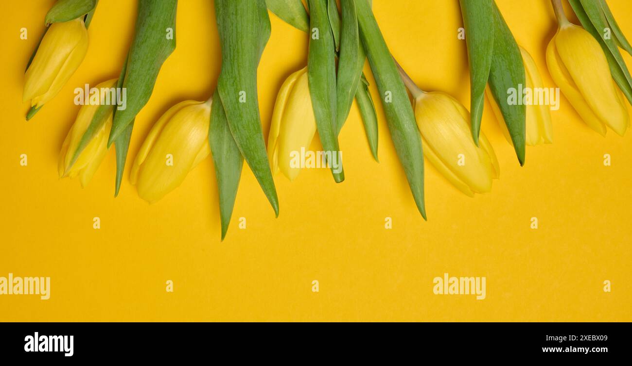 Blumenstrauß aus blühenden gelben Tulpen mit grünen Blättern auf gelbem Hintergrund Stockfoto