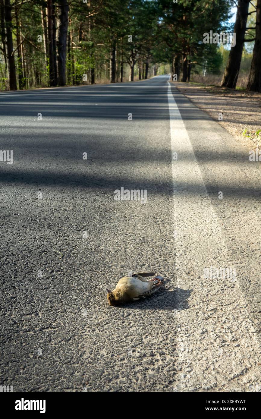 Vogel (finch) von einem Auto auf der Straße getroffen Stockfoto