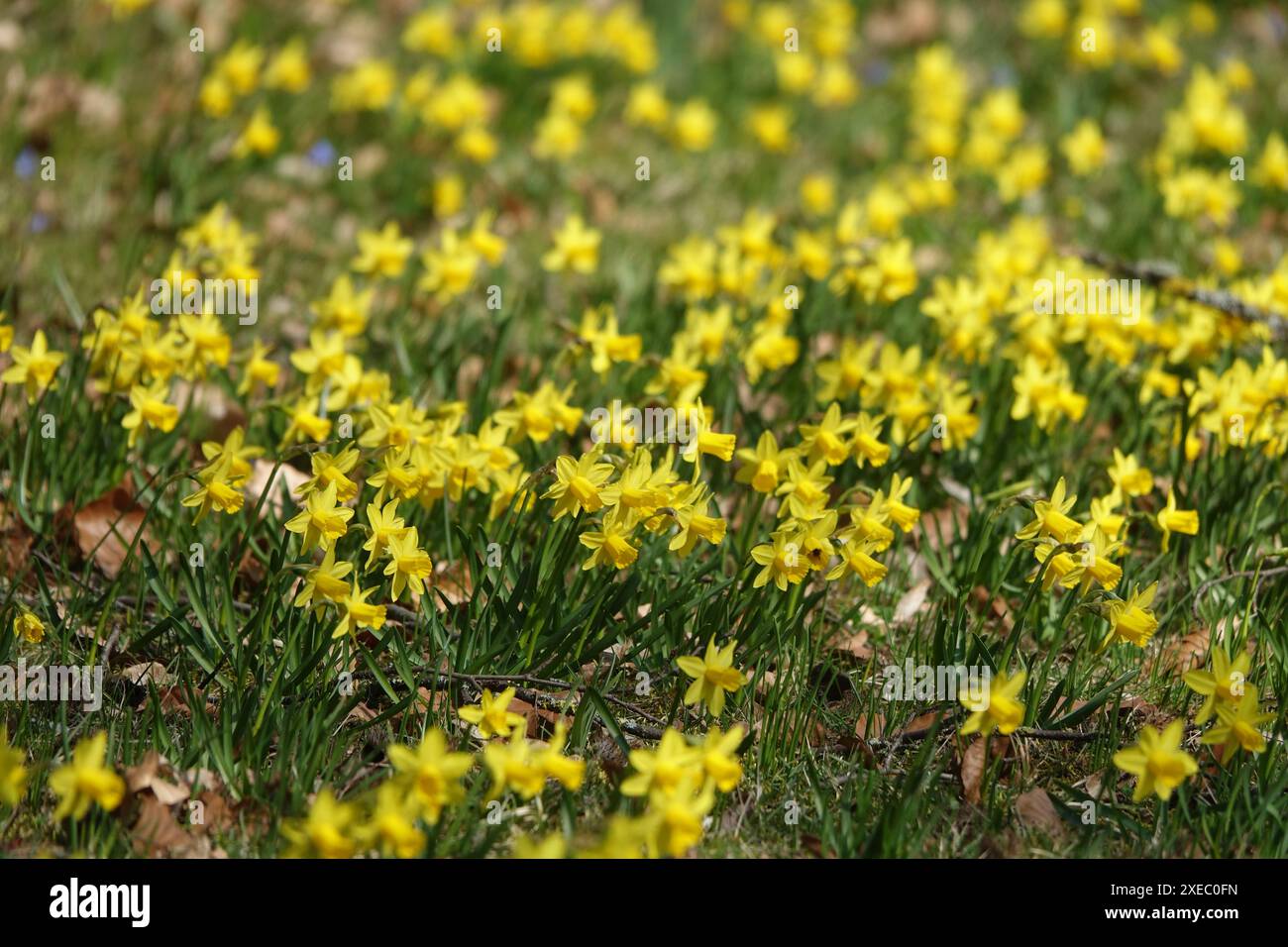 Narcissus pseudonarcissus, wildes Narzissen Stockfoto