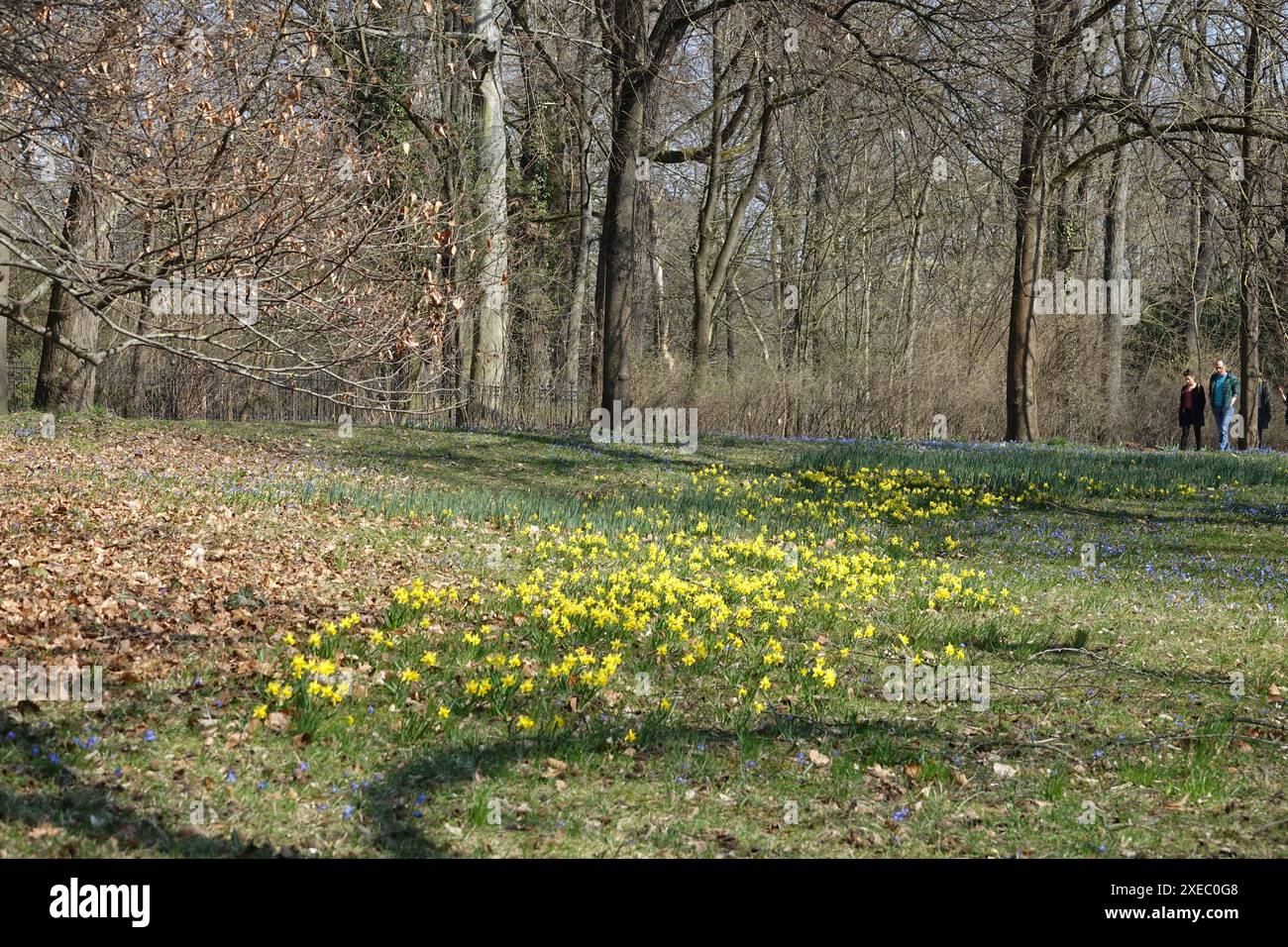 Narcissus pseudonarcissus, wildes Narzissen Stockfoto