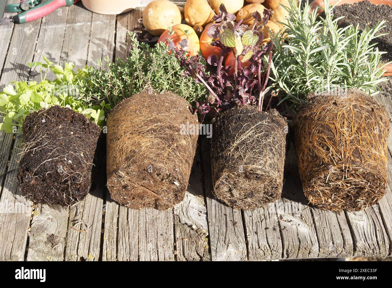 Kräuter, Wurzelbällchen Stockfoto
