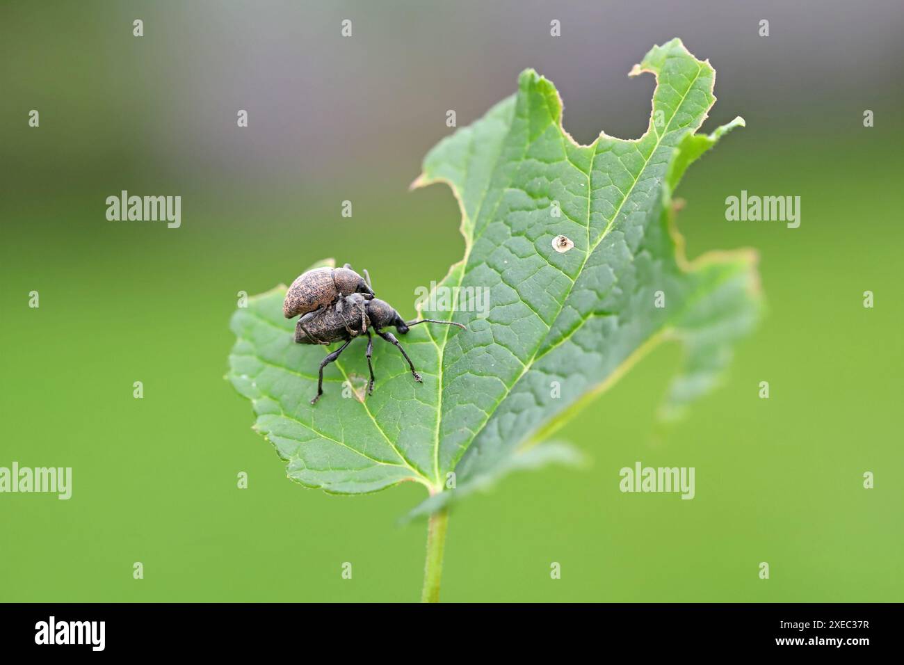 Der schwarze Weinkäfer (Otiorhynchus sulcatus). Männlich und weiblich auf einem beschädigten Blatt. Stockfoto