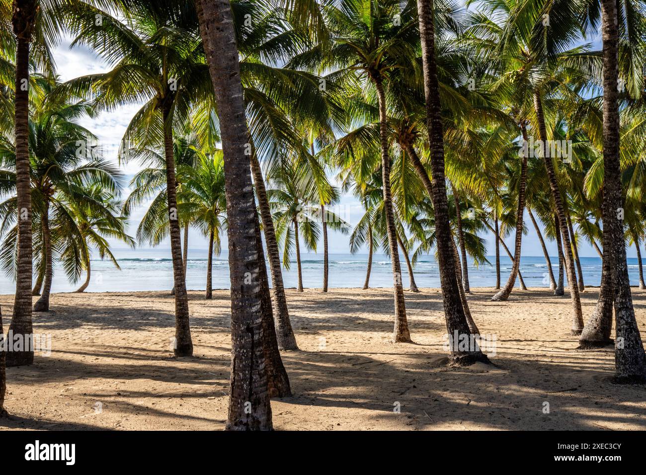 Romantischer karibischer Sandstrand mit Palmen, Sonnenaufgang in Plage de Bois Jolan, Guadeloupe, Stockfoto