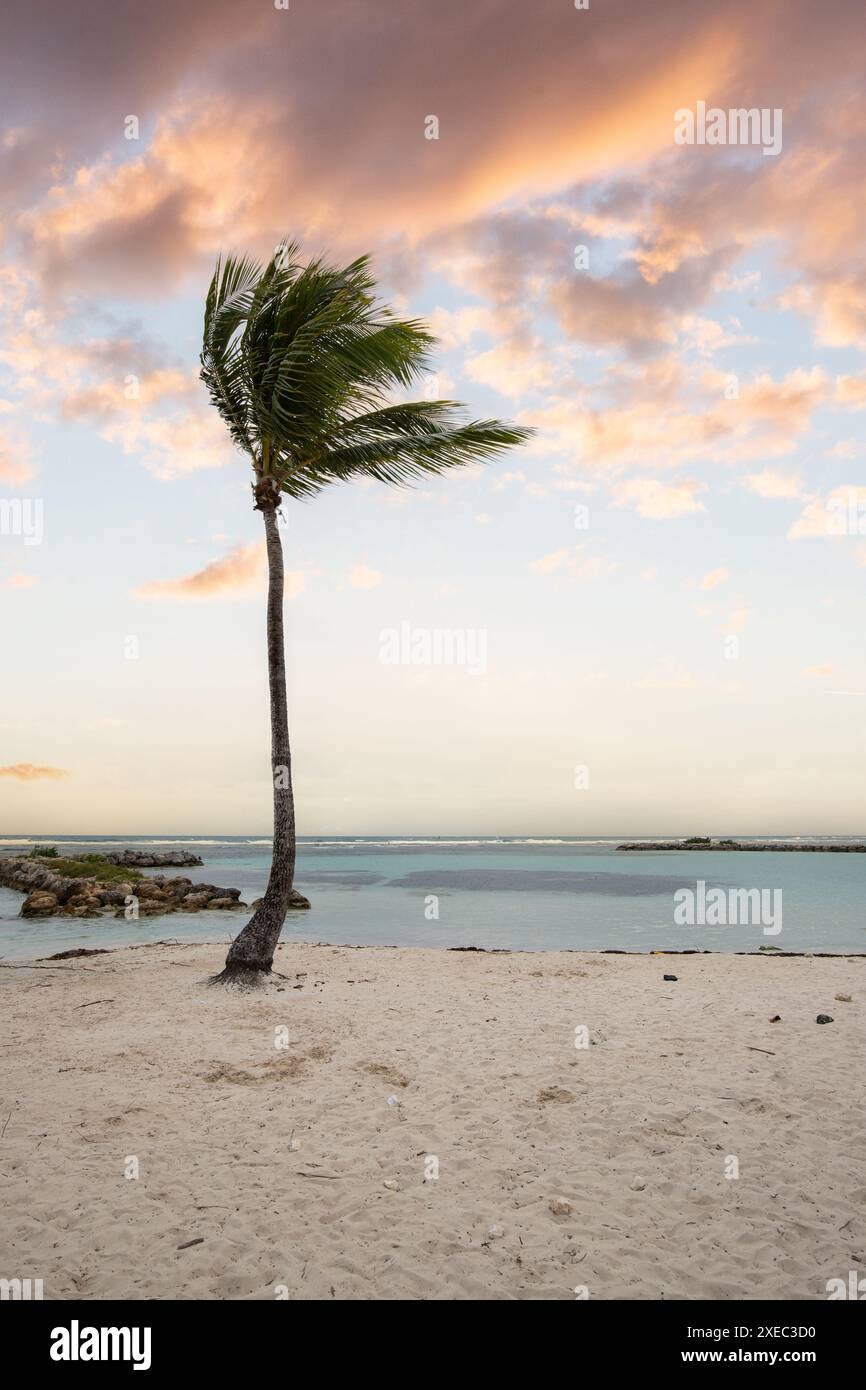 Romantischer karibischer Sandstrand mit Palmen, Sonnenaufgang in Plage de Bois Jolan, Guadeloupe, Stockfoto