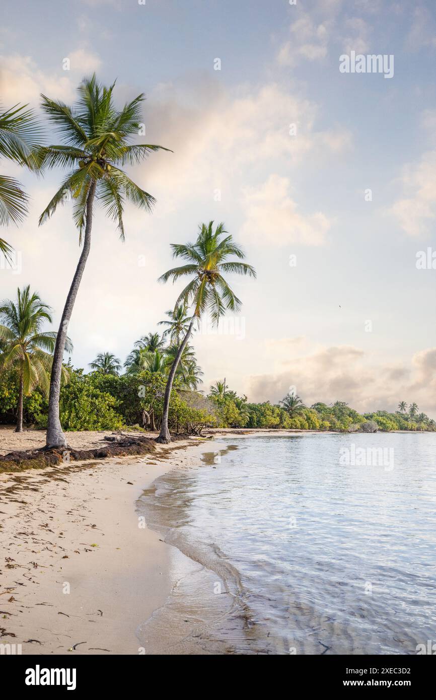 Romantischer karibischer Sandstrand mit Palmen, Sonnenaufgang in Plage de Bois Jolan, Guadeloupe, Stockfoto