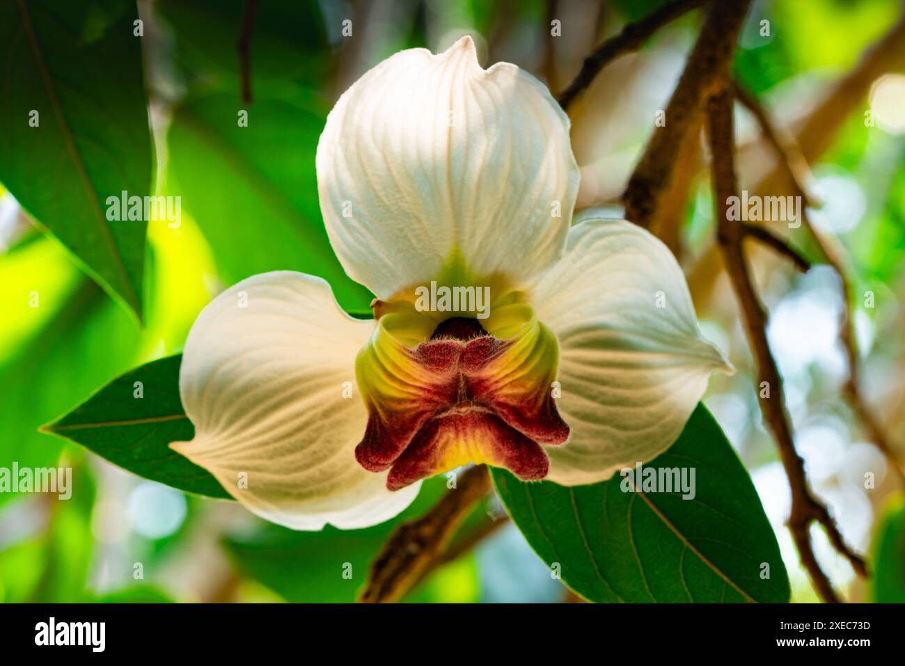 Einzelne blühende seltene Blüte Mitrephora sirikitiae Blüte auf einem Zweig des Baumes. Stockfoto