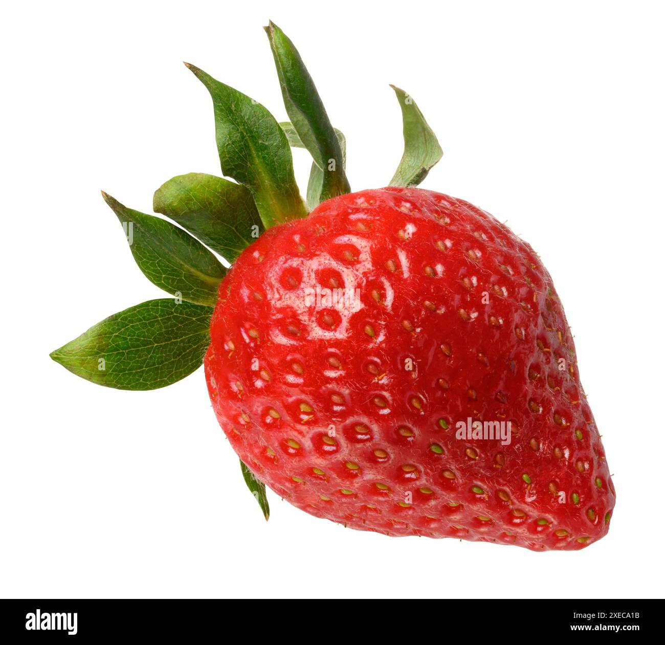 Rote reife Erdbeere auf isoliertem Hintergrund Stockfoto