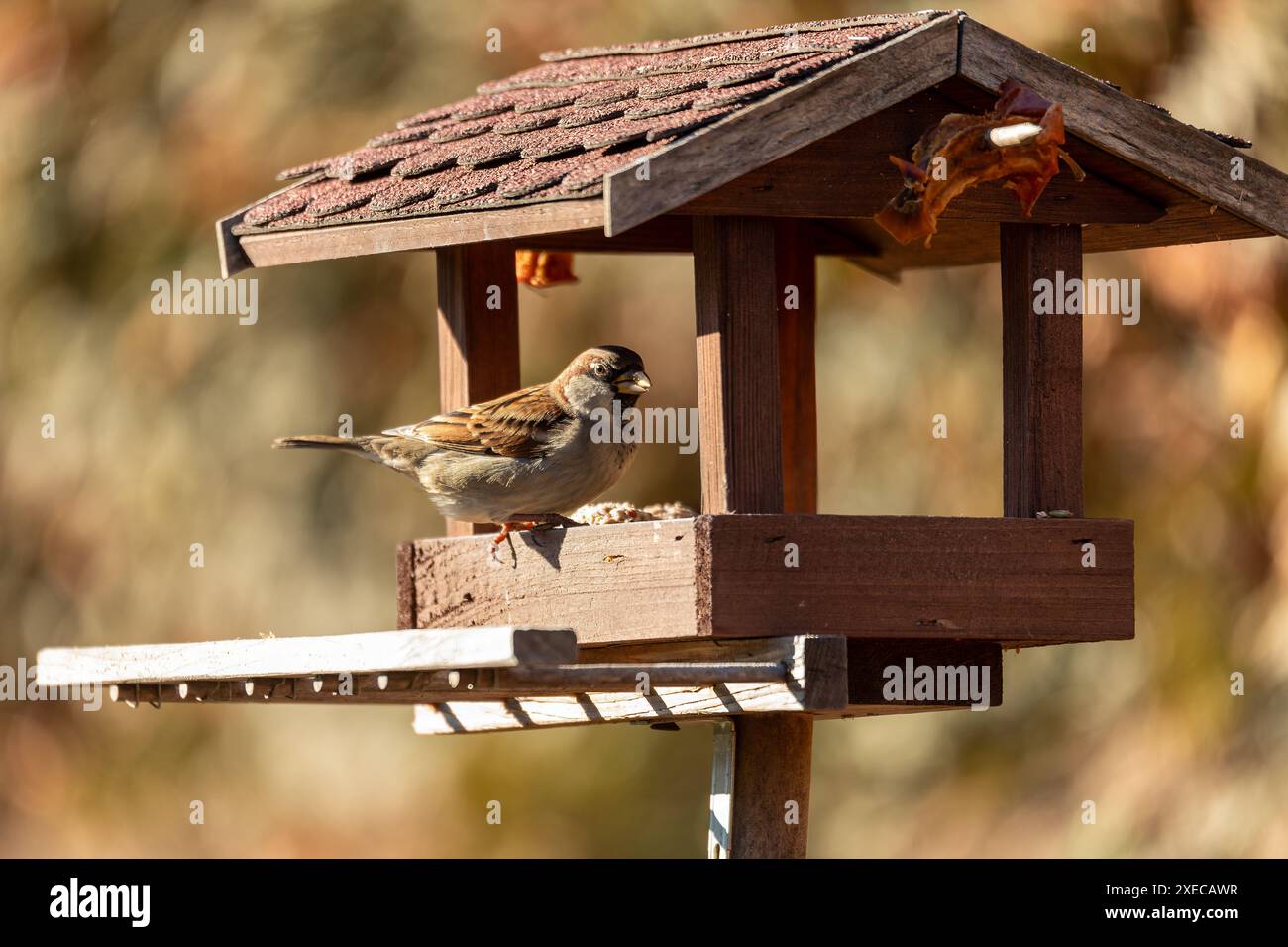 Haussperling (Passer domesticus) in der Vogelfutteranlage im Wintergarten. Europäische Vogelwelt, Tschechische republik Stockfoto