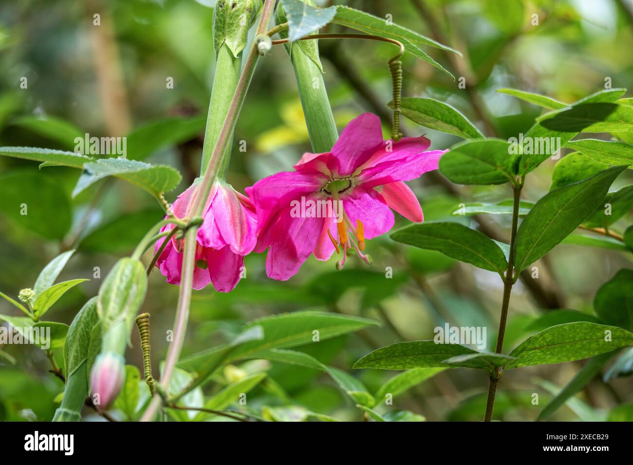 Passiflora tripartita, Blumenart der Passiflora. Departement Cundinamarca, Kolumbien Stockfoto