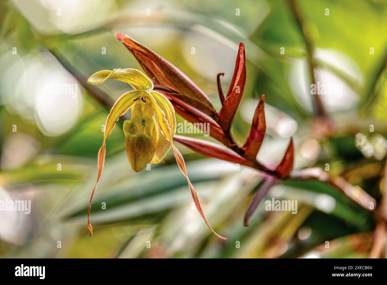 Phragmipedium longifolium, Blumenart der Orchidee. Departement Magdalena, Kolumbien Stockfoto