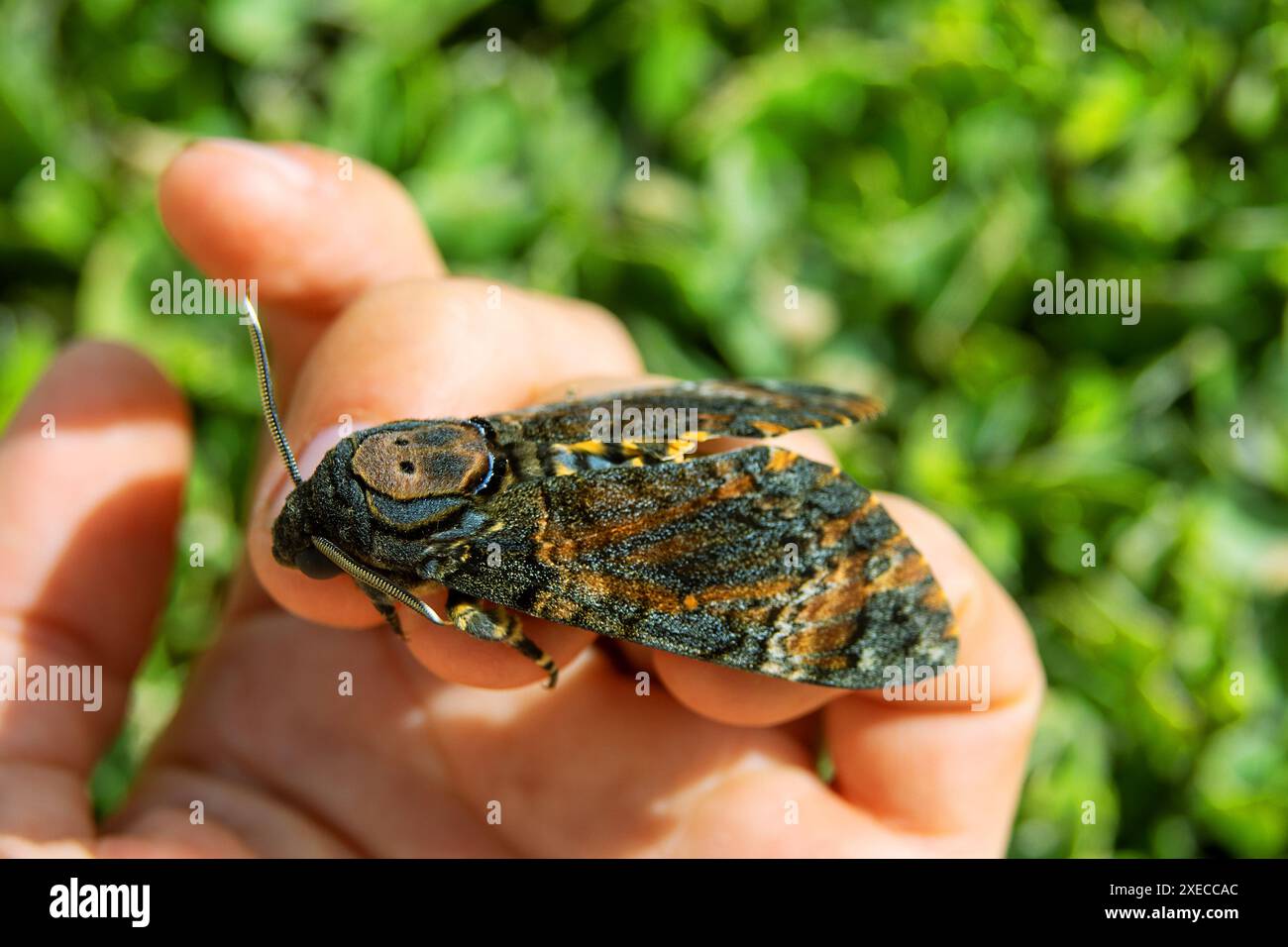 Todeskopffalke (Acherontia atropos) Stockfoto