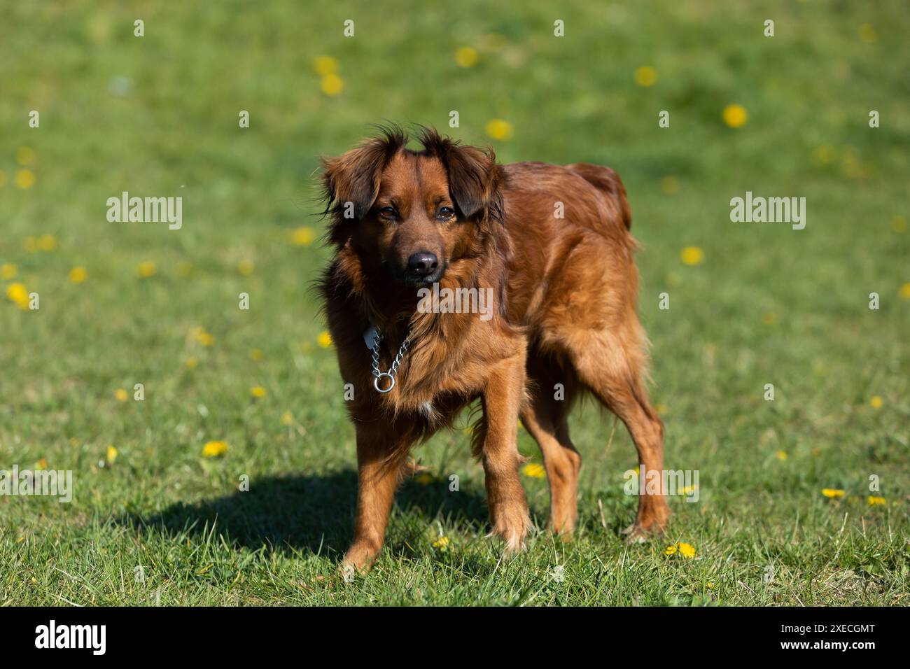 Ein Hund mit einem hellbraunen und glänzenden Fell läuft auf dem Laufsteg. Stockfoto
