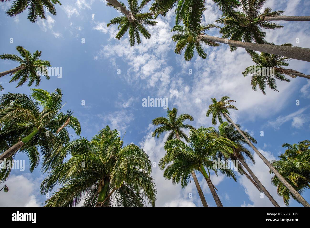 Die berühmte pallenallee lÂ AllÃ Dumanoir. Landschaftsaufnahme Grand Terre, Guadeloupe, Karibik Stockfoto