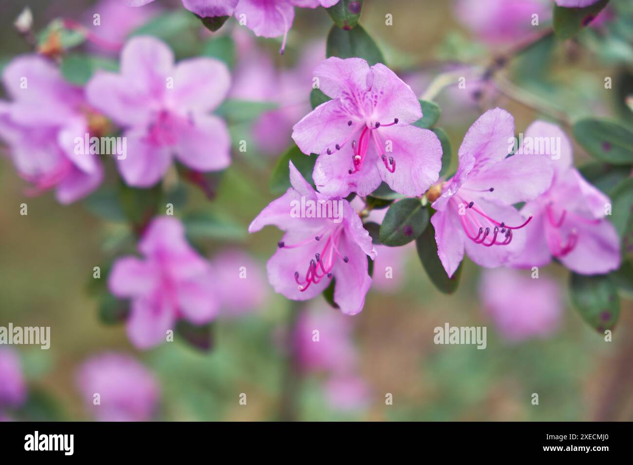 Makrofoto von Rhododendron dauricum Büschen mit Blumen mit Bokeh Hintergrund des Waldes. Stockfoto