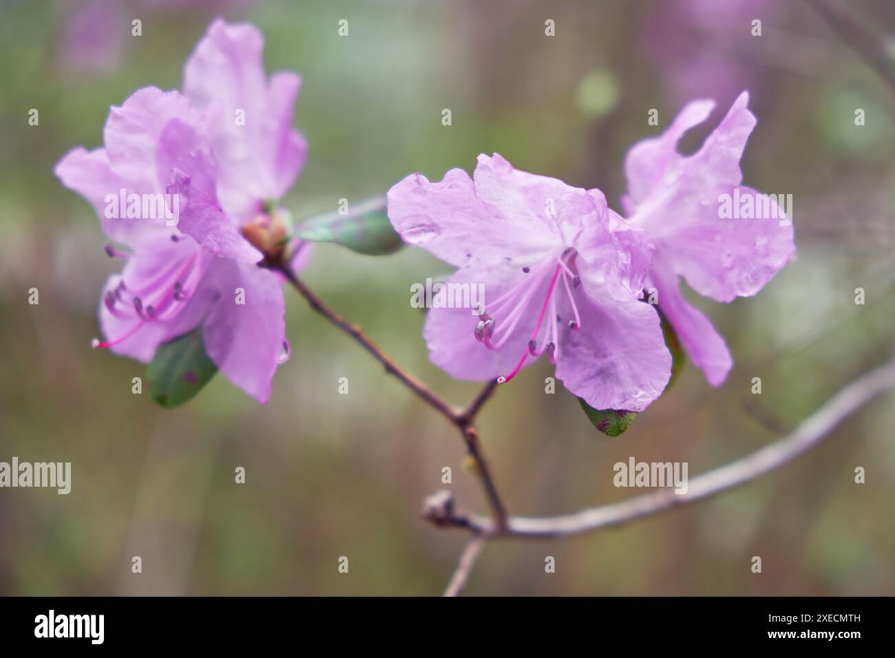 Makrofoto von Rhododendron dauricum Büschen mit Blumen mit Bokeh Hintergrund des Waldes. Stockfoto