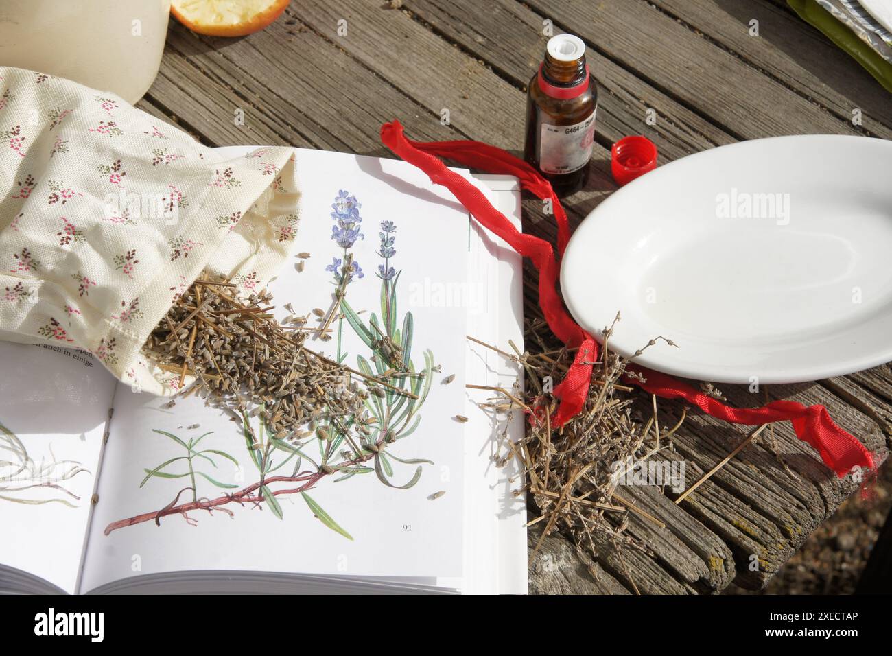 Lavandula officinalis, Lavendel Stockfoto