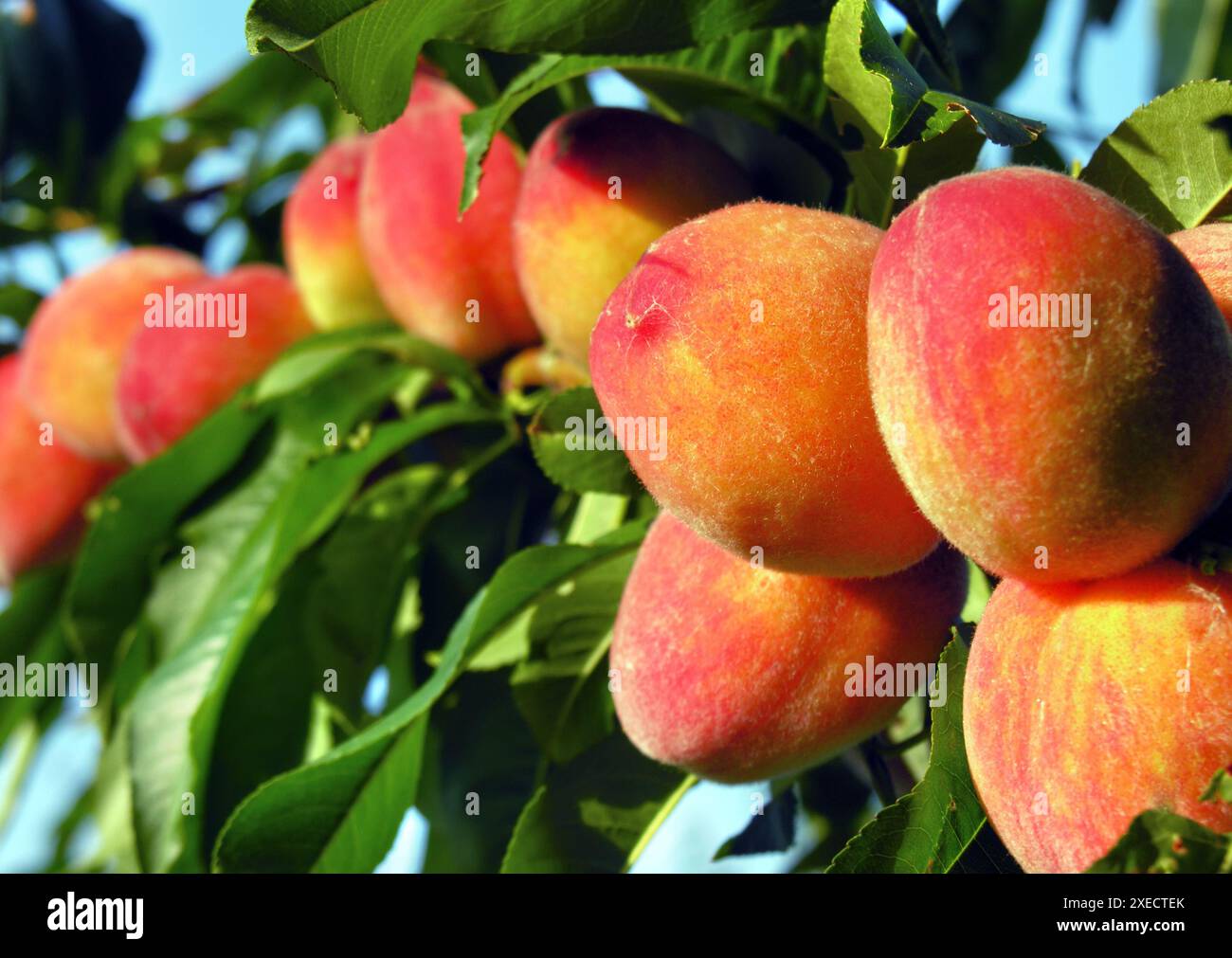 Nahaufnahme der Reifen Bio-Pfirsiche im Obstgarten am sonnigen Sommertag Stockfoto