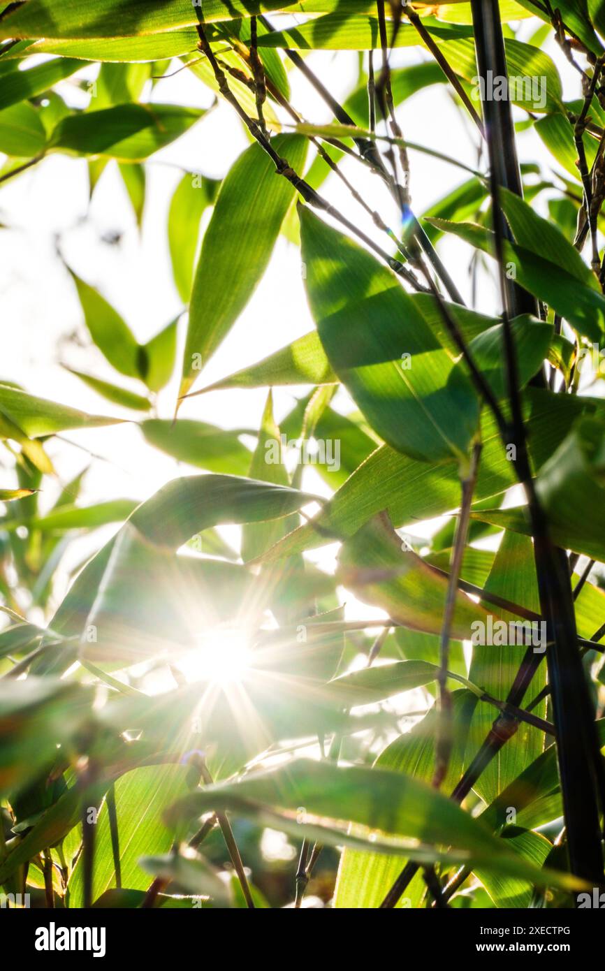 Nahaufnahme von hinterleuchteten Bambussprossen und Blättern mit Sonnenlicht. Stockfoto