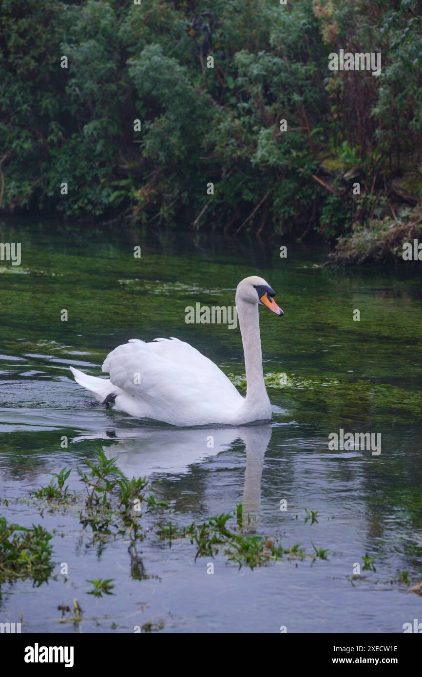 Ein einziger Schwan, der an einem nebeligen Herbstmorgen einen Fluss hinunterfliegt. Stockfoto