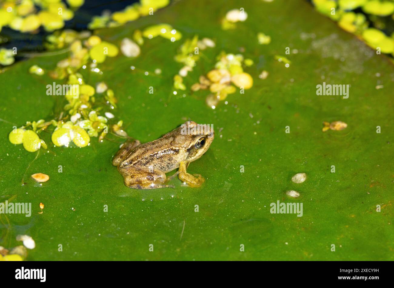 Nach Abschluss der Metamorphose kann der junge Gemeine Frosch nun durch halbdurchlässige Haut und Lunge atmen und hat den Schwanz verloren Stockfoto