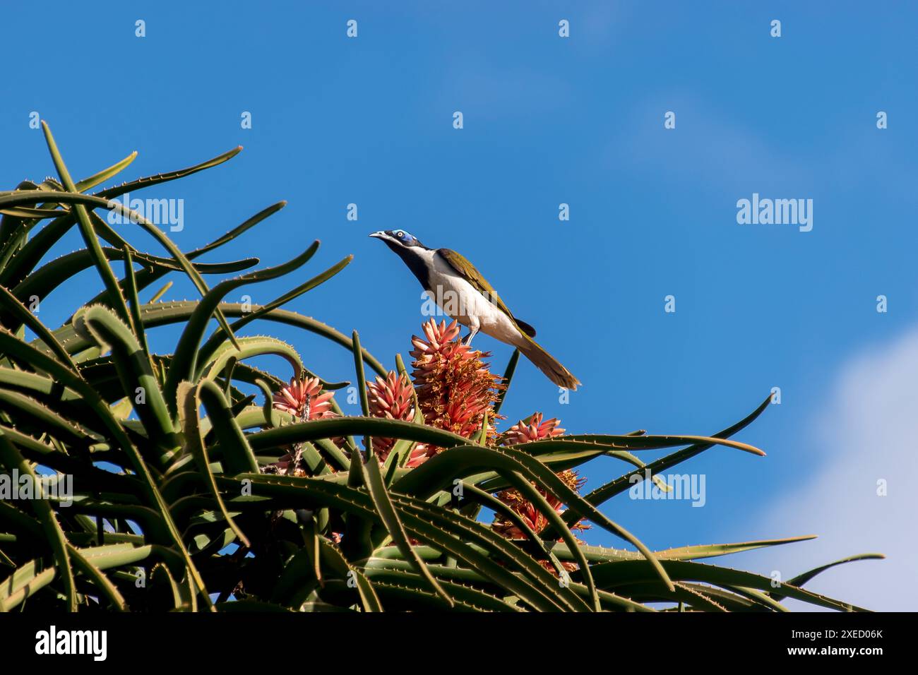 Australian Blue Faced Honeyeater, Entomyzon cyanotis, ernährt sich von Blumen von Aloe barberae, Baum Aloe, riesigen Aloe Baum im Queensland Garten. Kopierbereich Stockfoto