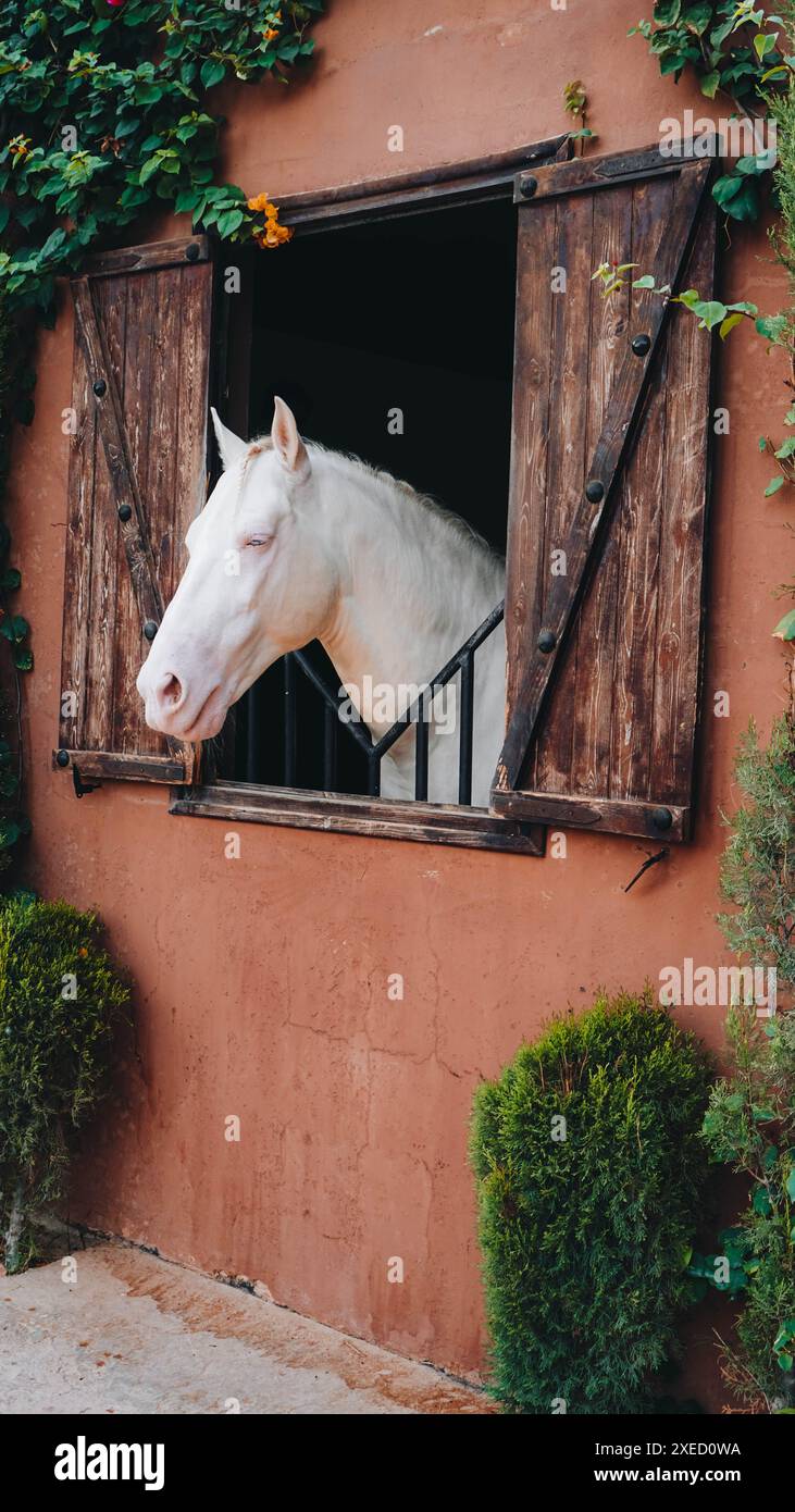 Altes Kladruby-Pferd im Stall aus Marokko Stockfoto