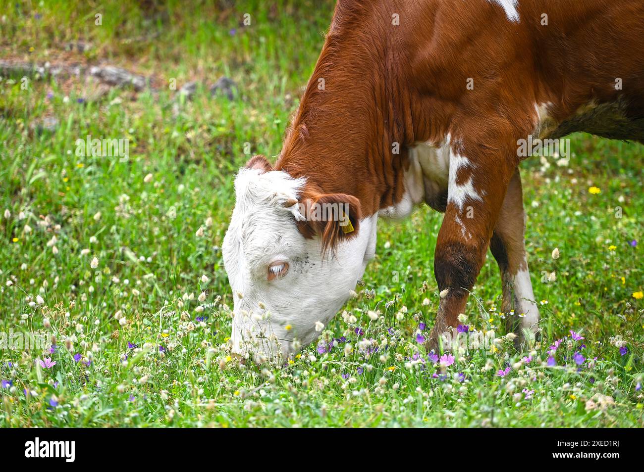 Kuh isst Gras auf den Feldern Stockfoto