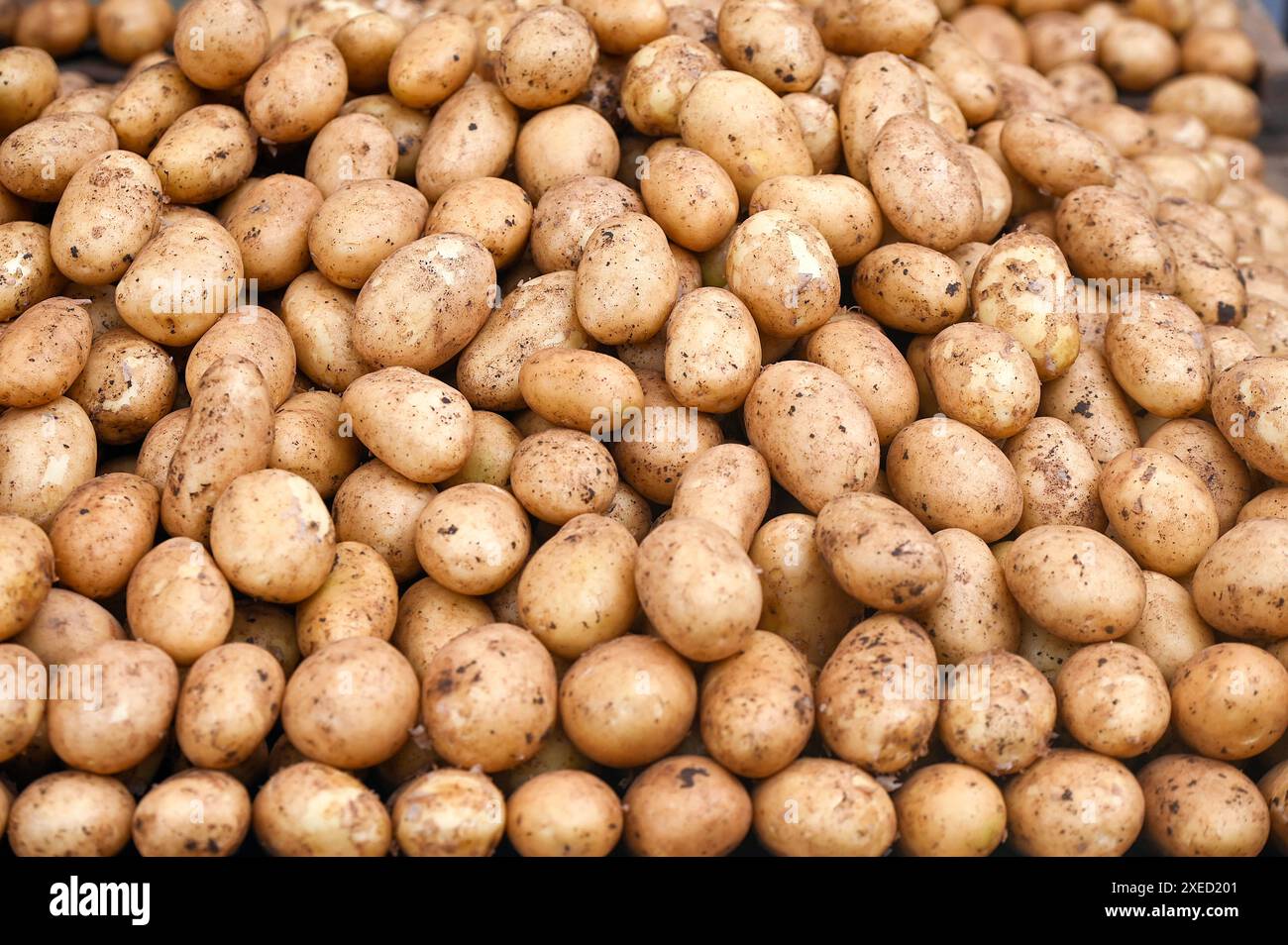 Haufen roher Kartoffeln, frisch geerntet auf dem Straßenmarkt Stockfoto