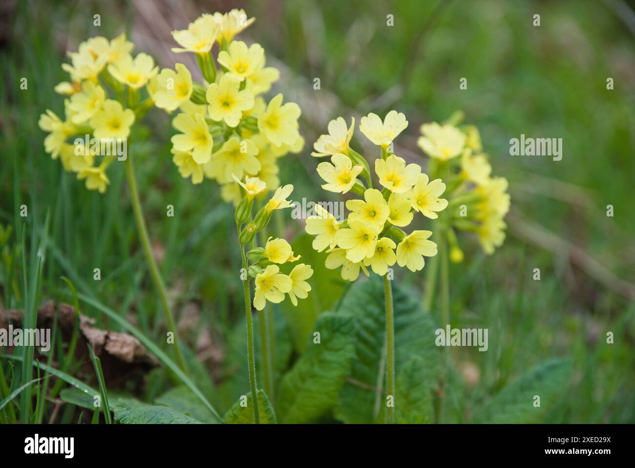 Geschützte Blume Primula veris - echter Kuhrutsch unter Naturschutz Stockfoto