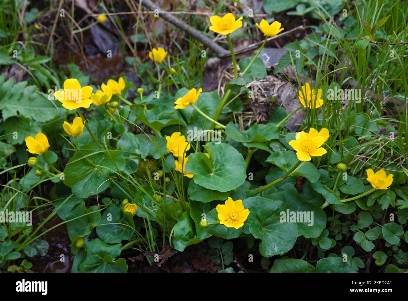 Marsh Ringelblume im Feuchtgebiet - leuchtend gelbe Frühlingsblume Stockfoto