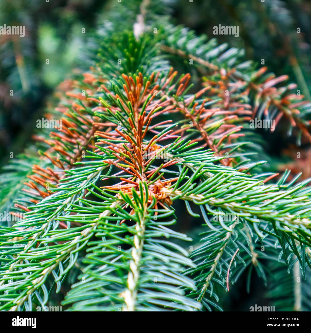 Der absterbende Baum bräunende Fichte Stockfoto