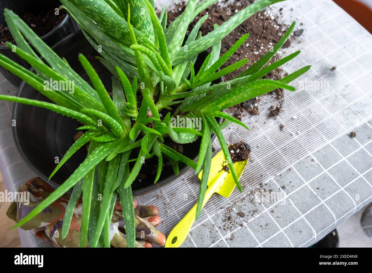 Das Töpfen, Umpflanzen und Vermehren ist die Trennung der Kinder der Aloe Vera Pflanze. Sukkulent auf dem Tisch, Topf, s Stockfoto