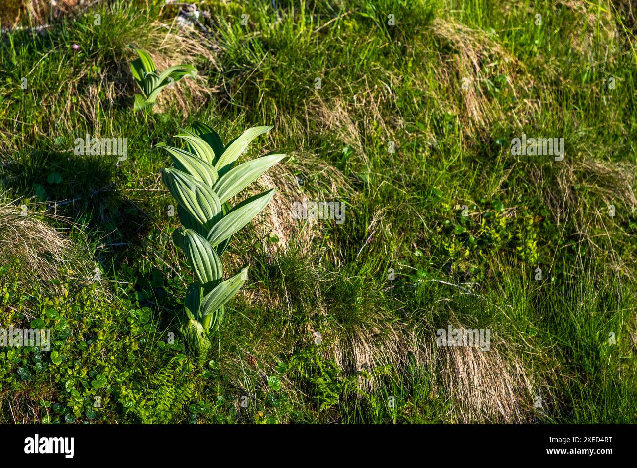 Weiße Schwalbenwurz (Veratrum album), auch Weißer Germer genannt, wächst auf einer Almwiese nahe der Filzmoosalm im Großarltal, Salzburg, Österreich. Die giftige Pflanze wird leicht mit Enzianarten verwechselt. Stockfoto