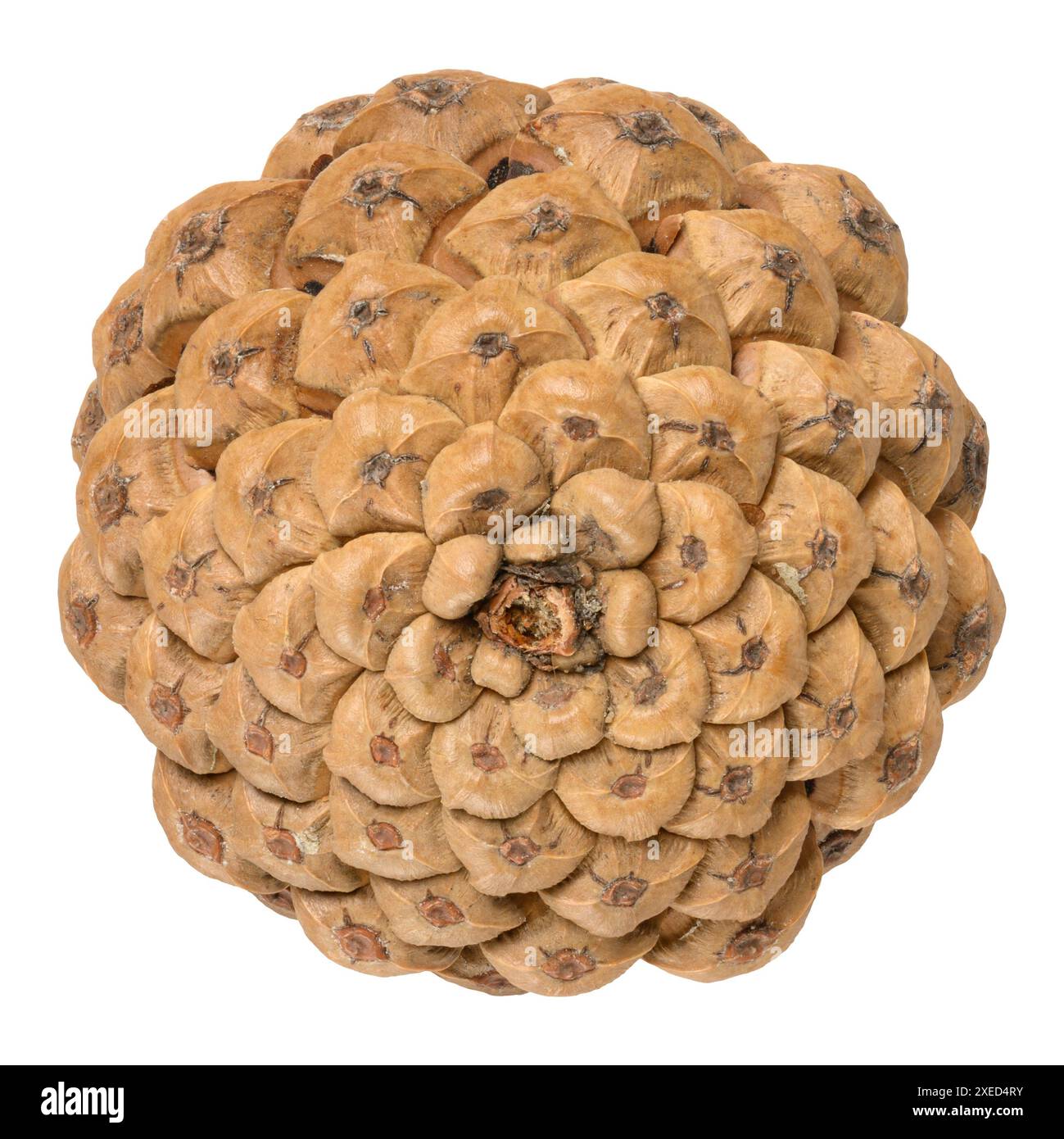 Brauner, trockener Kiefernkegel auf isoliertem Hintergrund Stockfoto