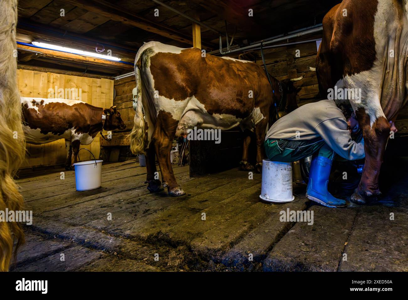 Milchmagd Maria kniet am frühen Morgen neben einer Pinzgau-Kuh im Stall der Filzmoosalm im Großartltal, Salzburg, Österreich, ein Melkeimer steht bereit. Im Hintergrund steht eine Kuh. Stockfoto