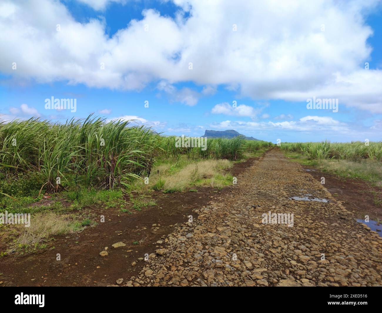 Feldweg beim Zuckerrohrfeld auf Mauritius Stockfoto