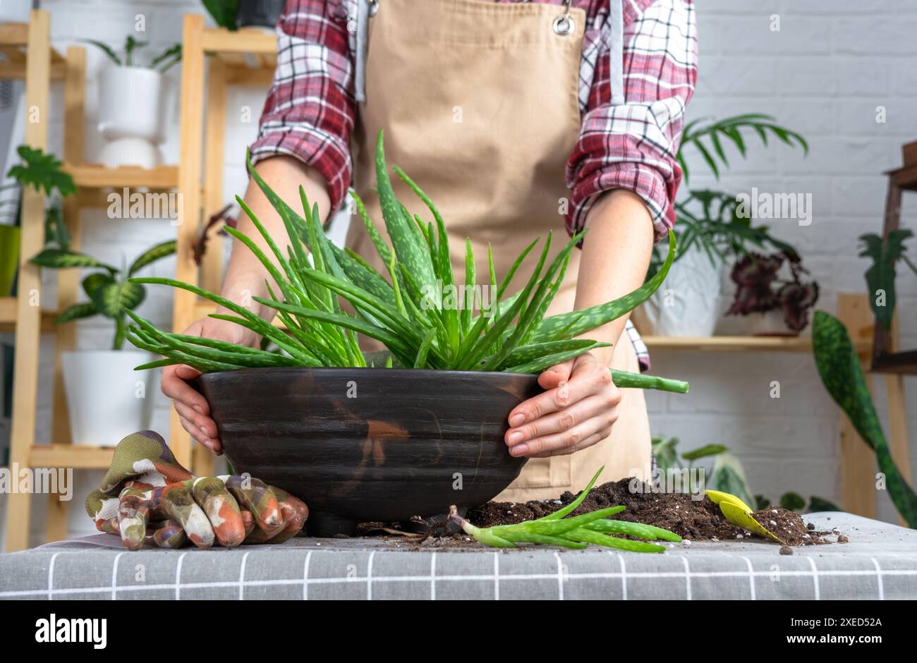 Die Hände einer Frau in einer Schürze Potting, Transplantation und
