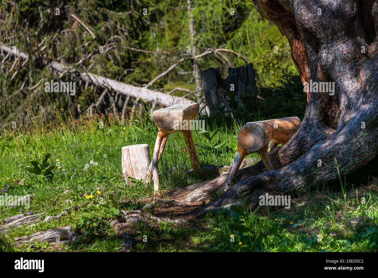 Snackbänke, die aus Stämmen der Schweizer Steinpinie geschnitzt sind, stehen unter einer alten Schweizer Pinie (Pinus cembra) auf dem Abkürzungsweg zur Loosbühelalm nahe der Filzmoosalm im Großartltal, Salzburg, Österreich. Die knorrige Pinie mit ihren rötlichen Ästen prägt die spärliche Alpenlandschaft. Ein Baumstumpf neben den Bänken dient als zusätzlicher Sitzplatz. Stockfoto
