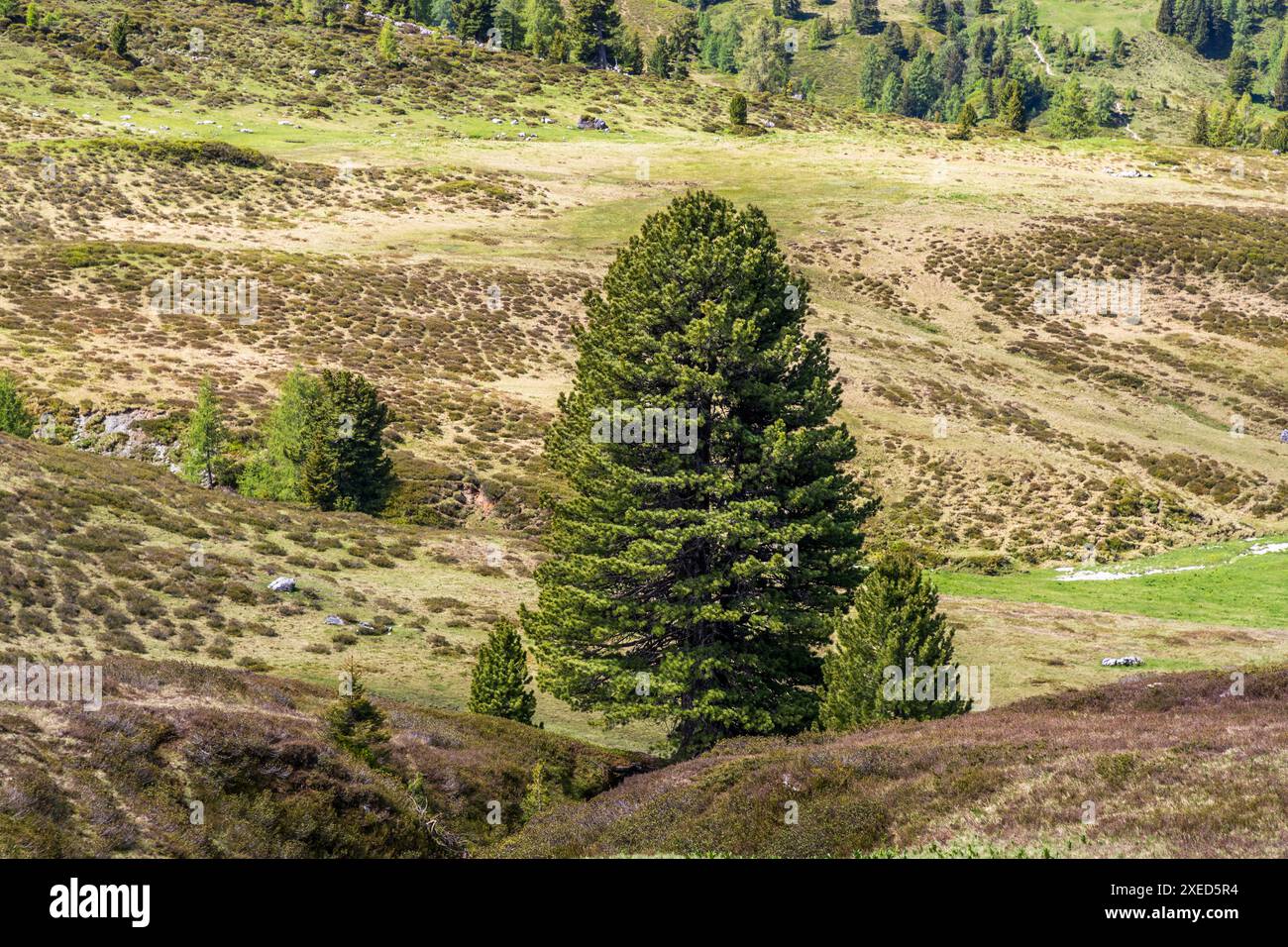 Alpenweg durch das Salzburgerland, Salzburg, Österreich Stockfoto