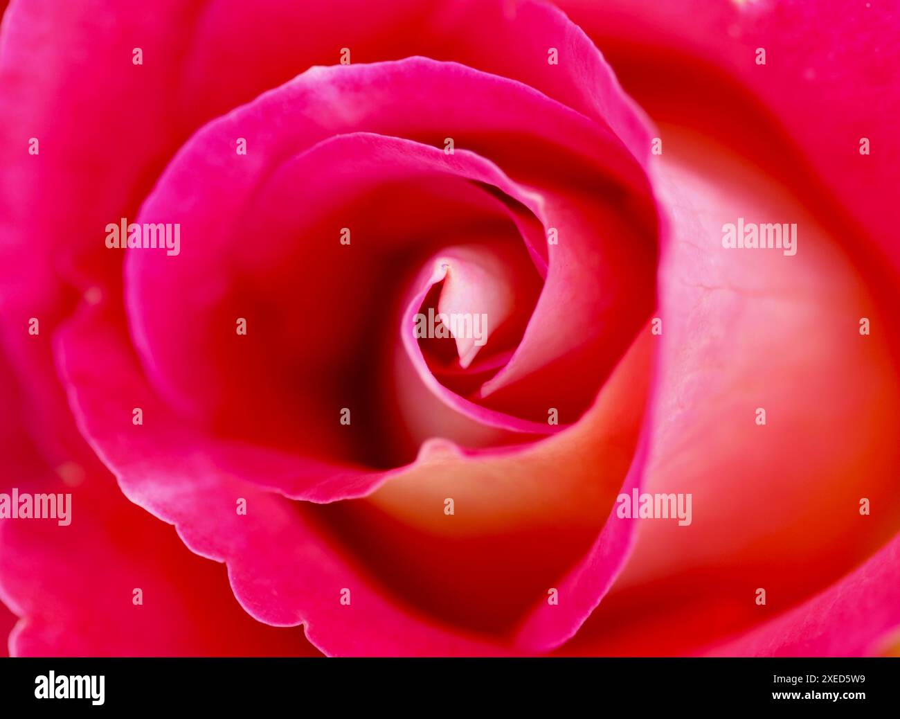 Rote Rosenblüten. Weicher Fokus, abstrakter floraler Hintergrund. Stockfoto