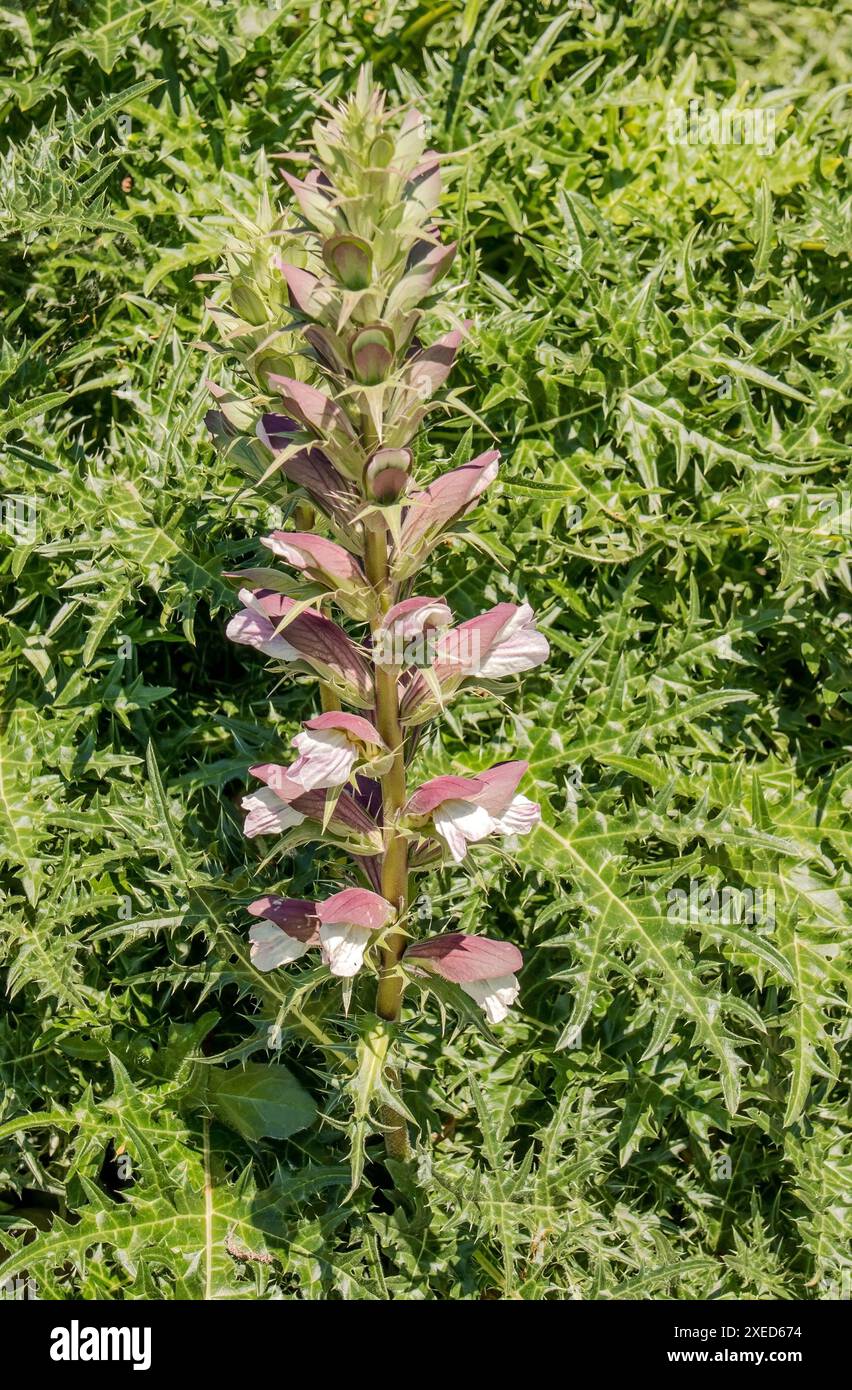 Dorny Hogweed ' Acanthus spinosus' Stockfoto